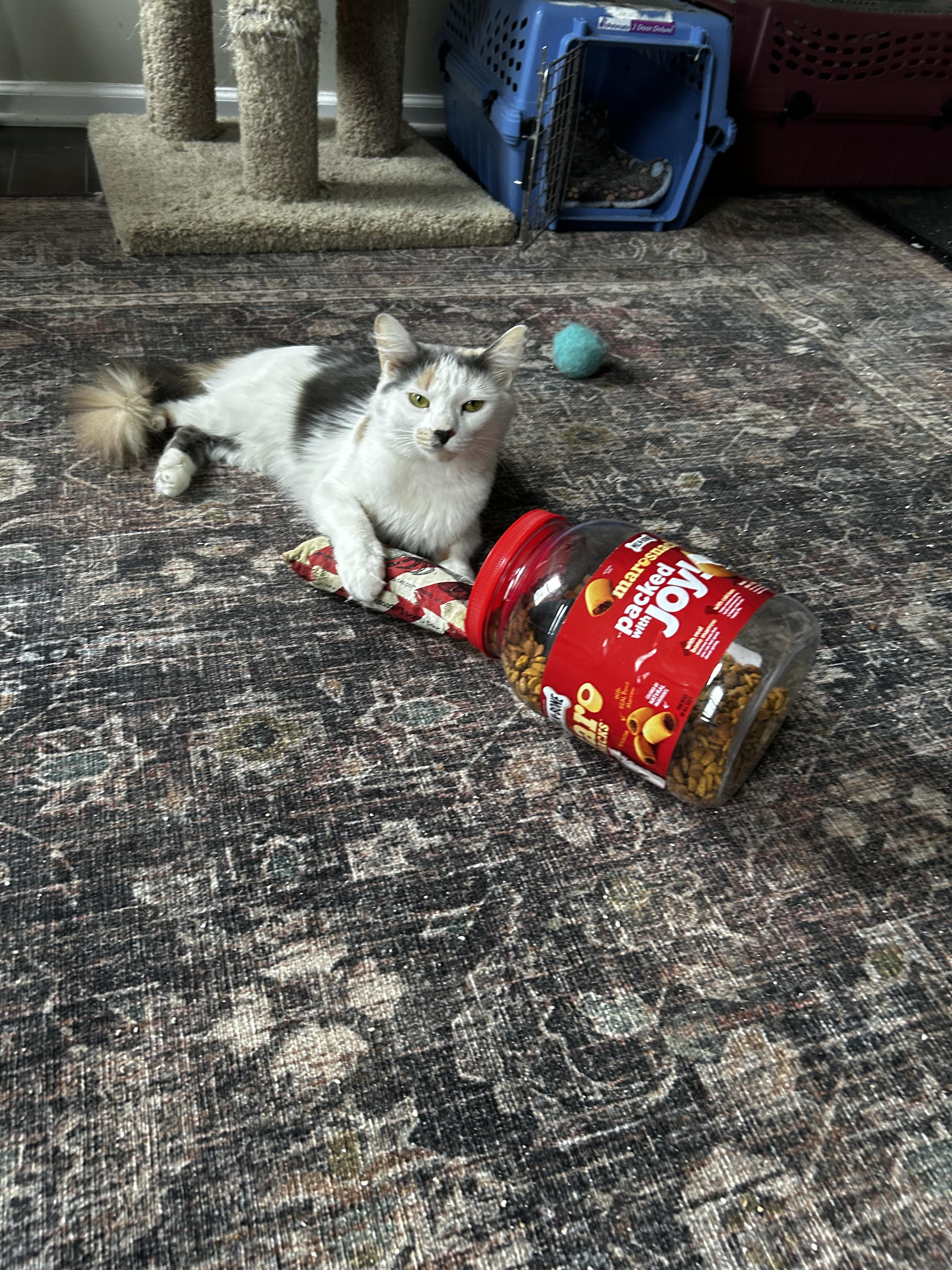 Enlarge Jewel (Tripod Kittie), a ADOPTABLE Domestic Medium Hair in Warminster, PA image 4/6
