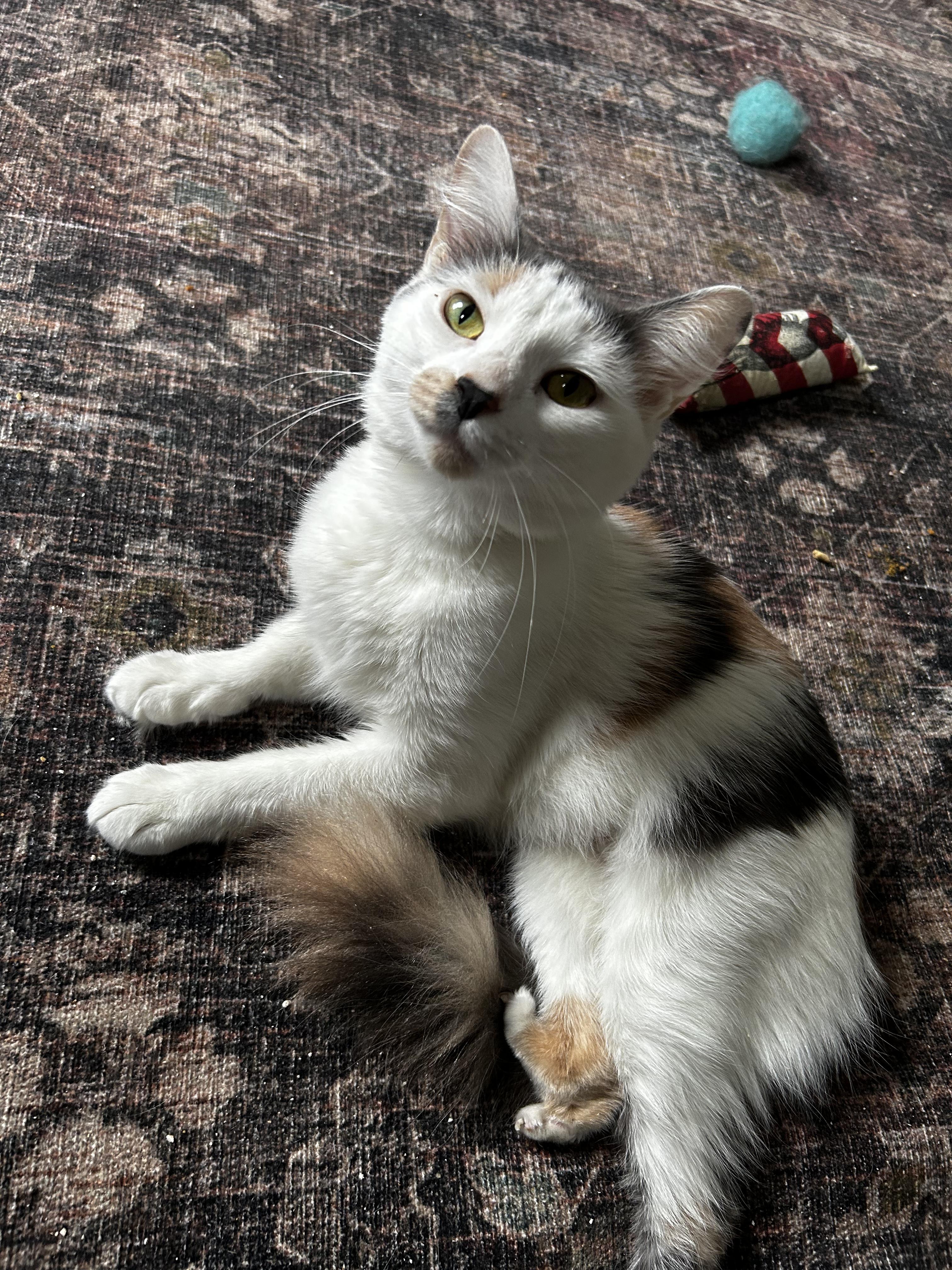 Enlarge Jewel (Tripod Kittie), a ADOPTABLE Domestic Medium Hair in Warminster, PA image 5/6