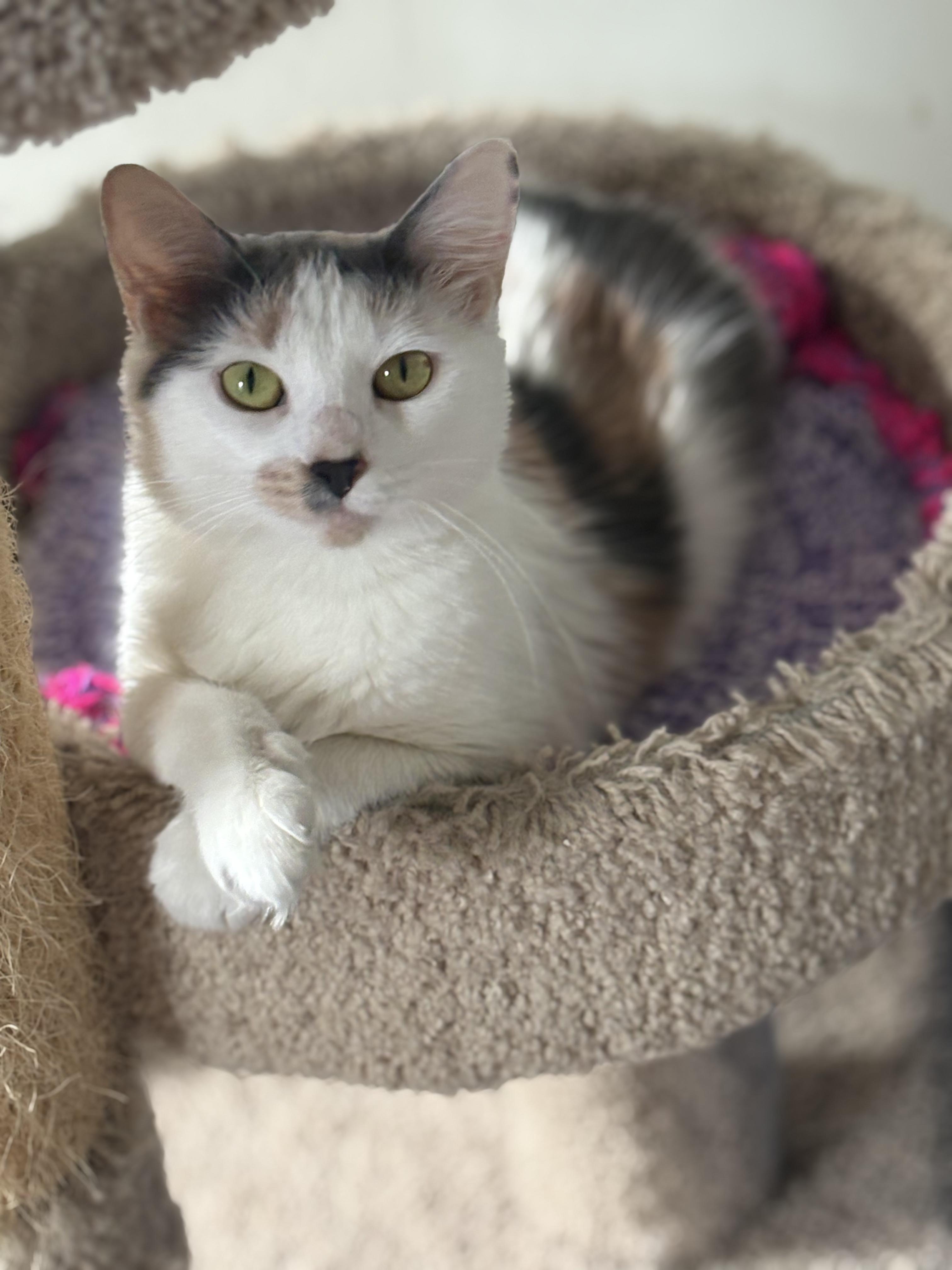 Enlarge Jewel (Tripod Kittie), a ADOPTABLE Domestic Medium Hair in Warminster, PA image 1/6