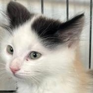 Comet, ADOPTABLE, Kitten Male American Shorthair.