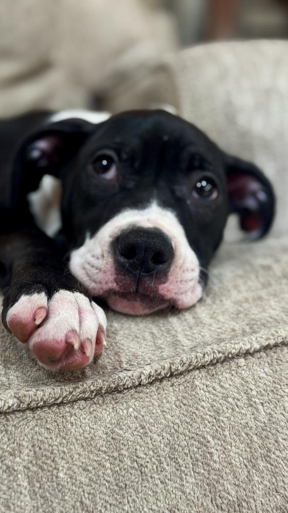 Coryn, a Adoptable mixed breed in Irwin, PA image 1/6