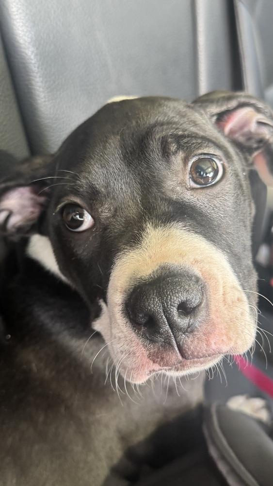 Coryn, a Adoptable mixed breed in Irwin, PA image 2/6