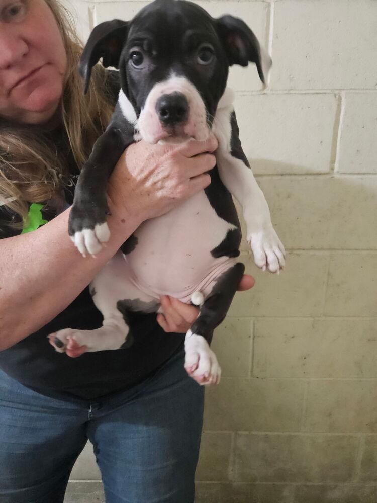 Coryn, a Adoptable mixed breed in Irwin, PA image 4/6