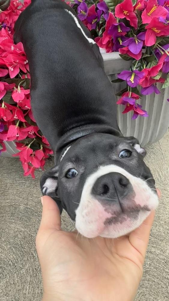 Coryn, a Adoptable mixed breed in Irwin, PA image 5/6