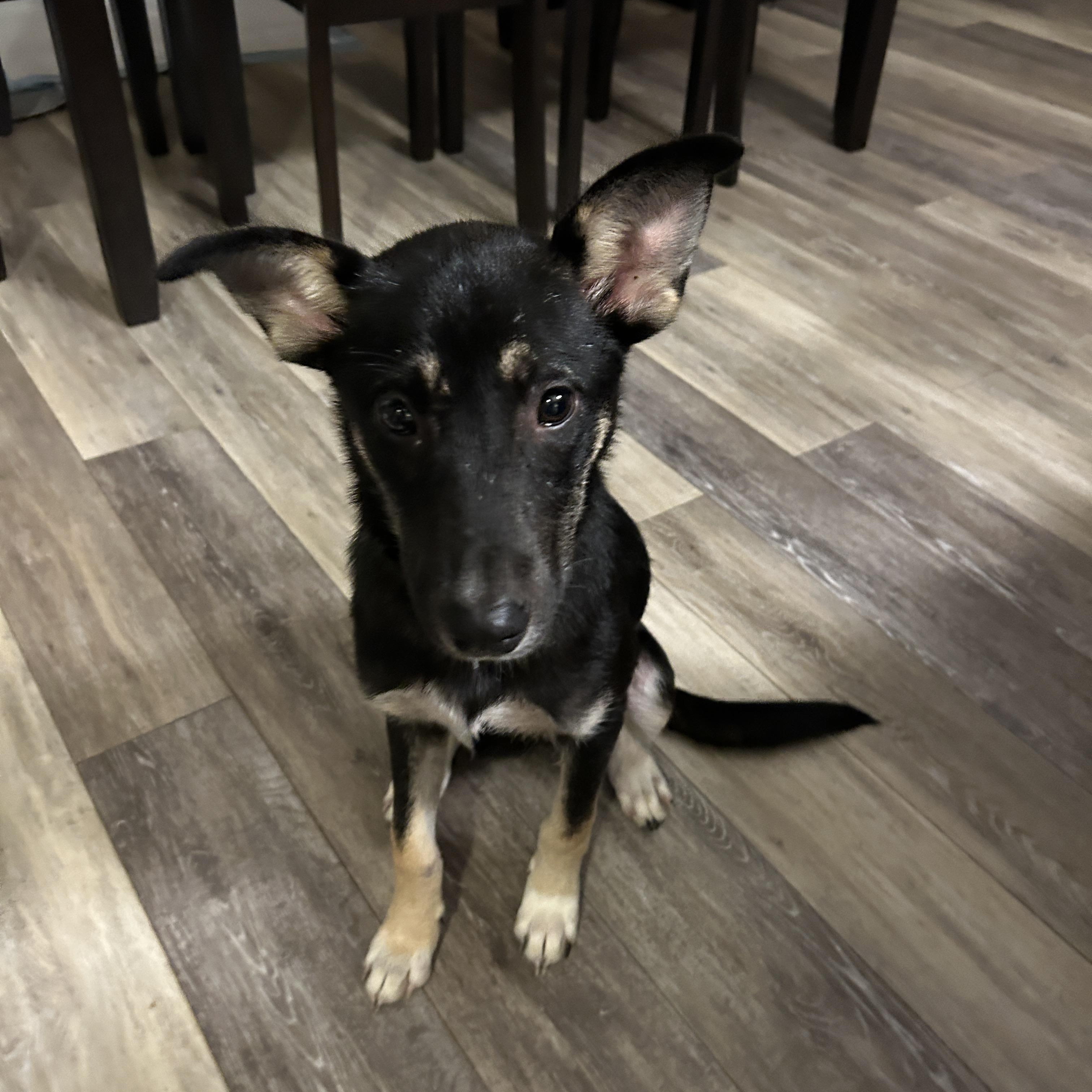 Enlarge Zeva, a Adopted mixed breed in Scottsburg, IN image 1/1