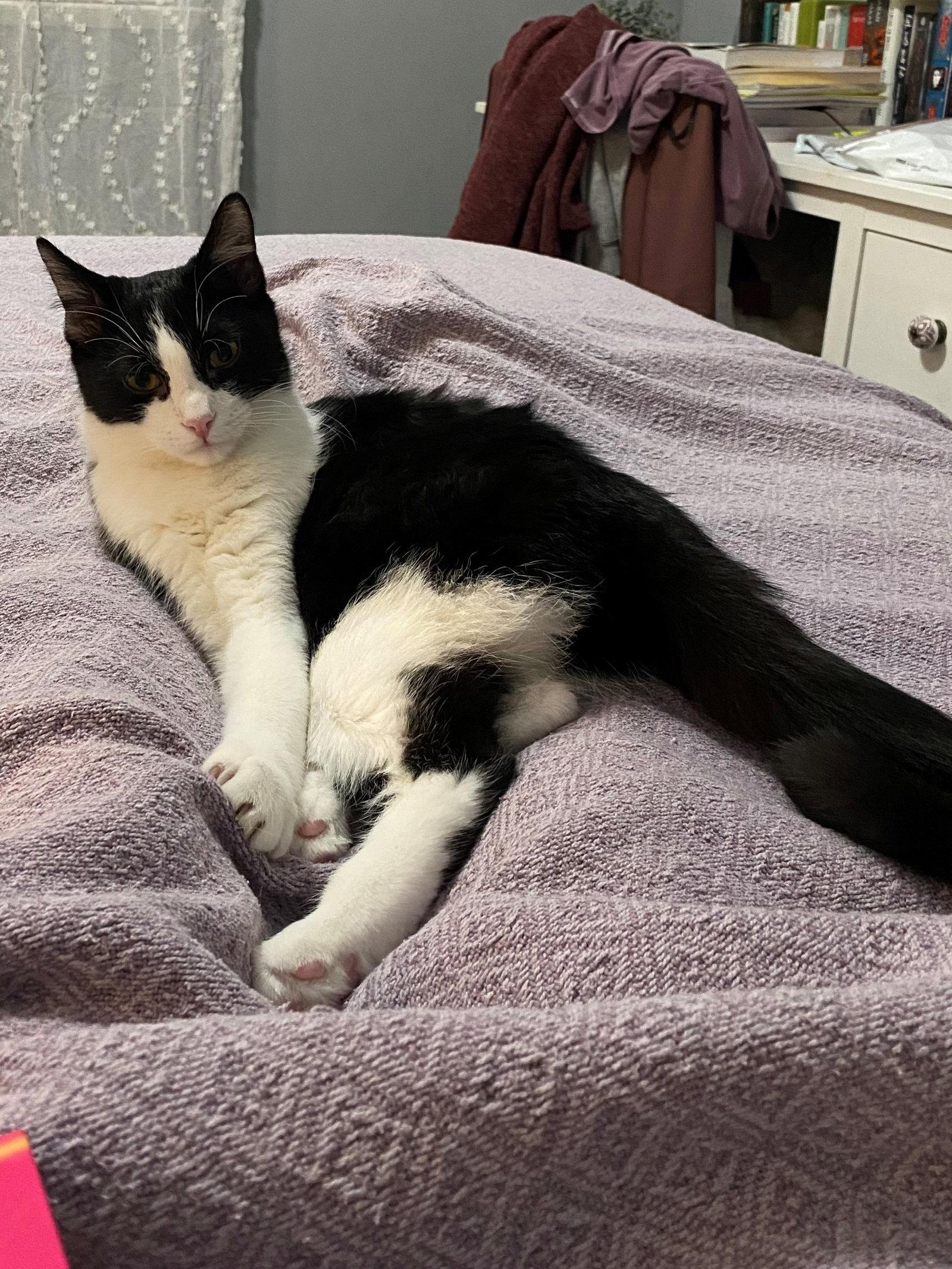 Catori, Adoptable, Young Male Domestic Short Hair.