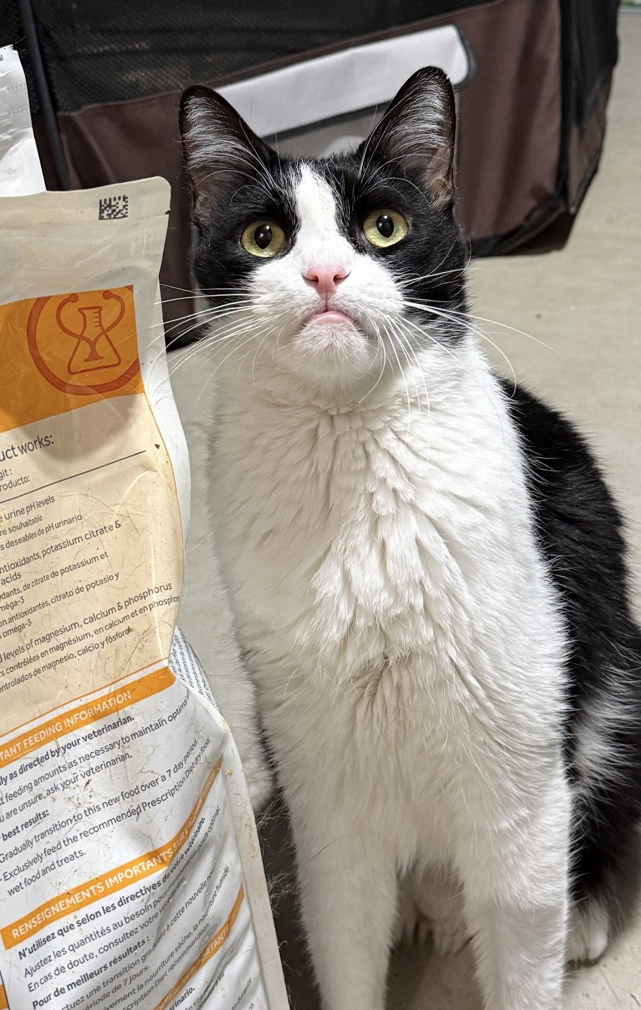 Enlarge Catori, a Adoptable Domestic Short Hair in Walled Lake, MI image 2/3