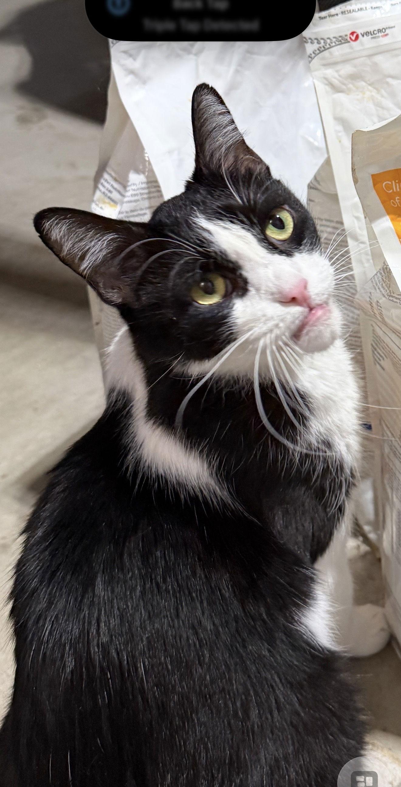 Enlarge Catori, a Adoptable Domestic Short Hair in Walled Lake, MI image 1/3