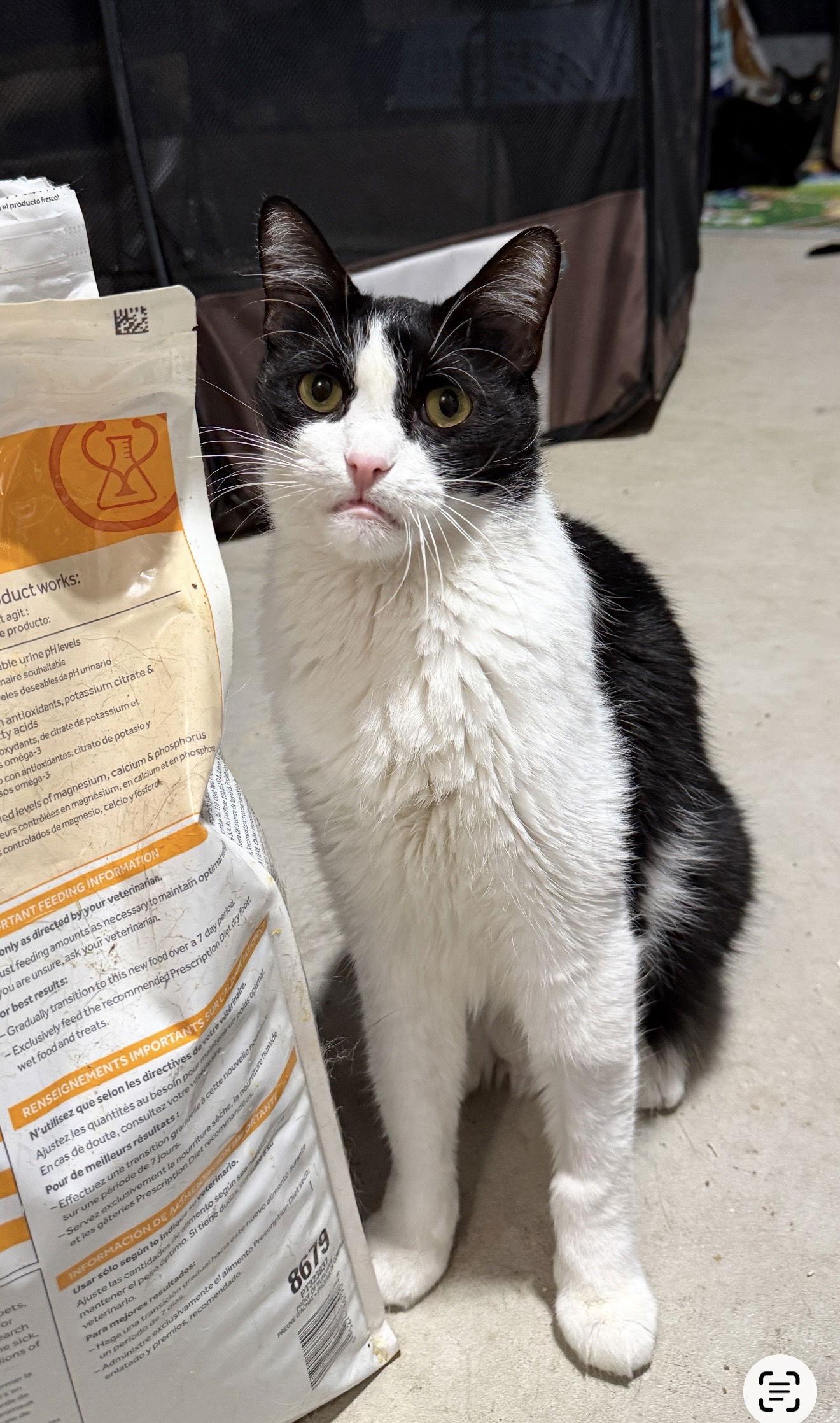 Enlarge Catori, a Adoptable Domestic Short Hair in Walled Lake, MI image 2/3