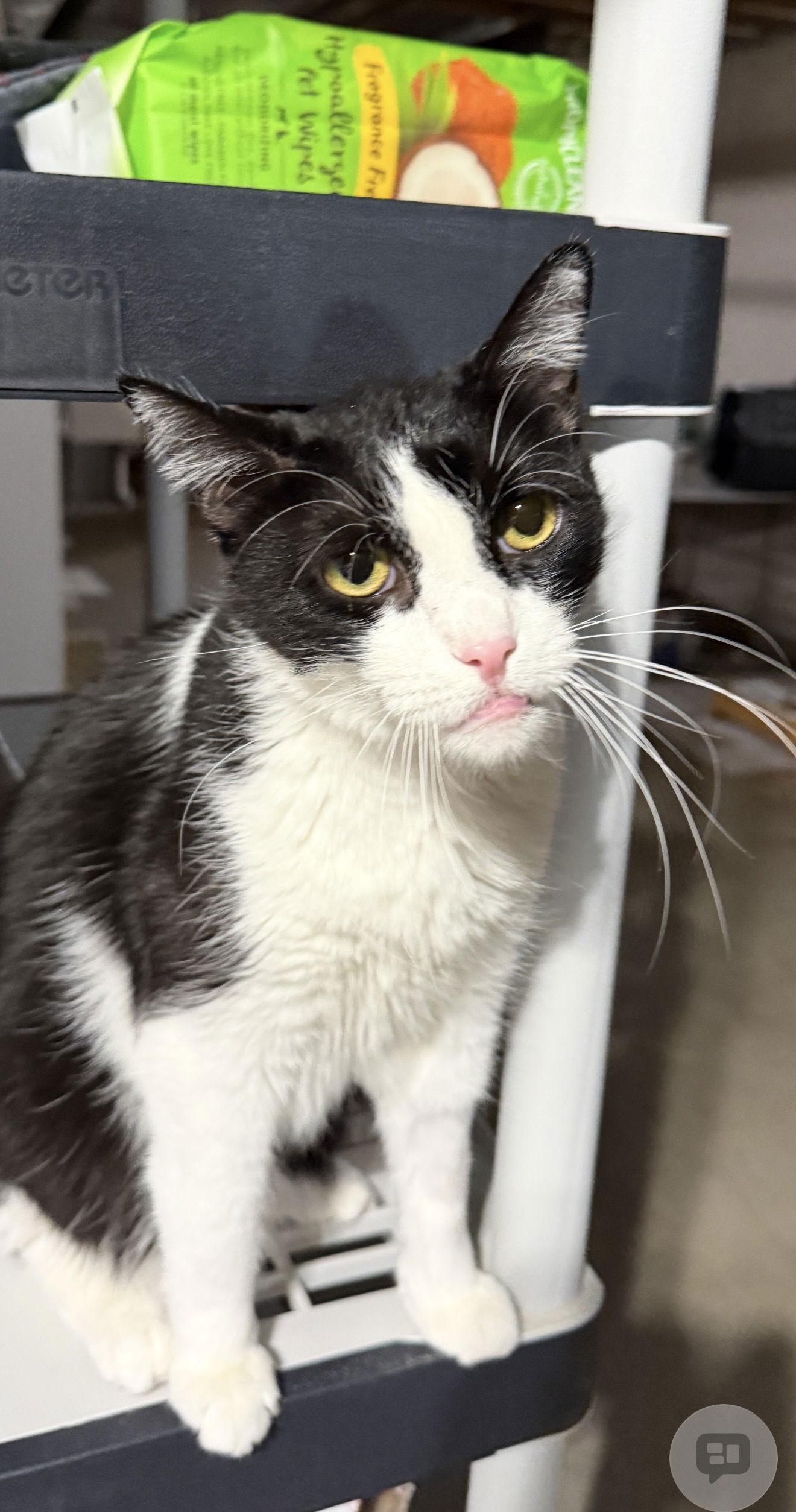 Catori, Adoptable, Young Male Domestic Short Hair.