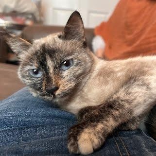 Moon, adopted, Adult Female Siamese & Tortoiseshell.