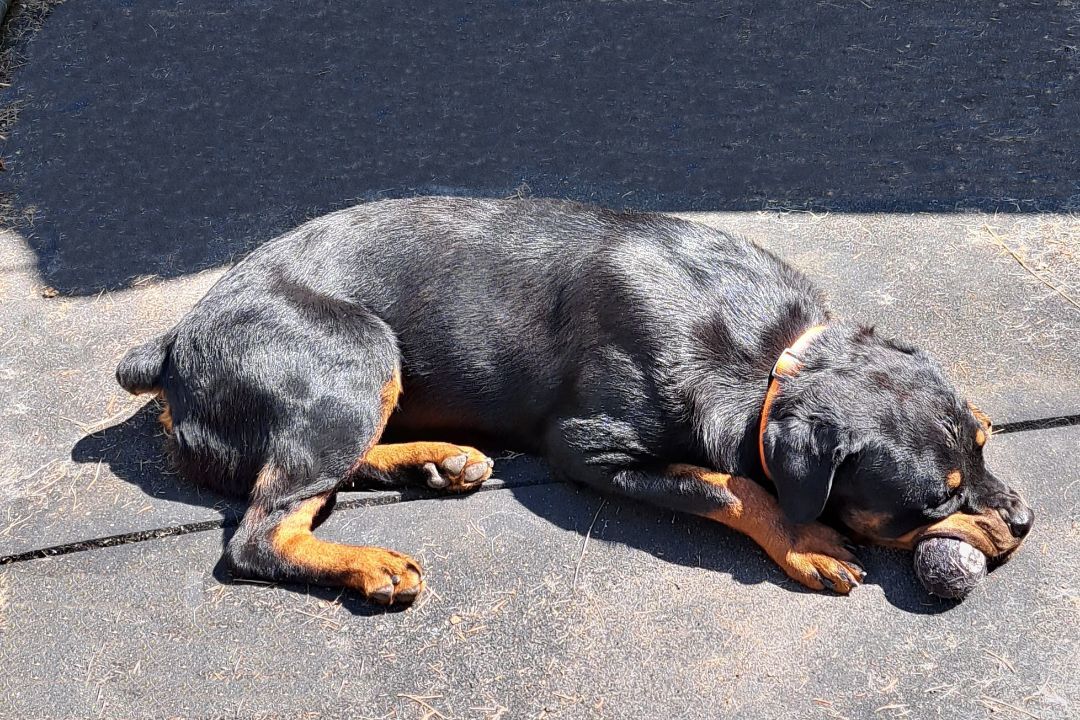 Petunia, a Adoptable Rottweiler in Seattle, WA image 1/5