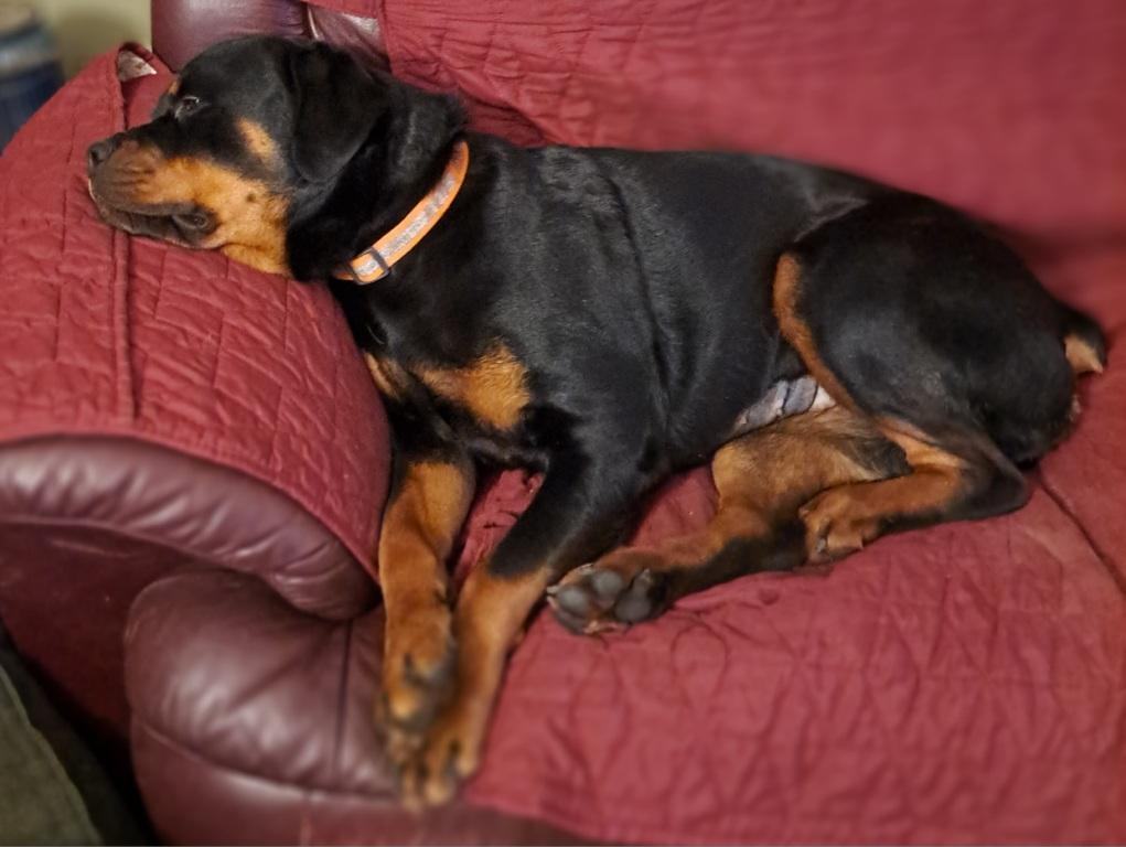 Petunia, a Adoptable Rottweiler in Seattle, WA image 2/5