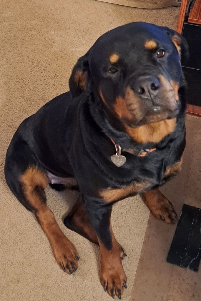 Petunia, a Adoptable Rottweiler in Seattle, WA image 3/5