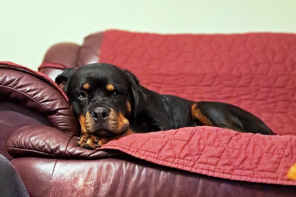 Petunia, a Adoptable Rottweiler in Seattle, WA image 4/5
