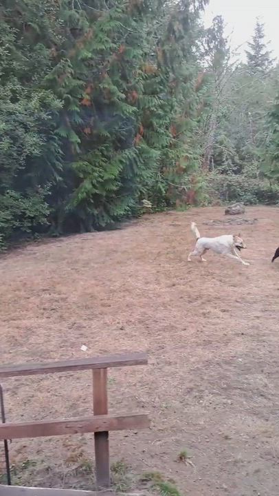 Enlarge Petunia, a Adoptable Rottweiler in Seattle, WA video 5/5