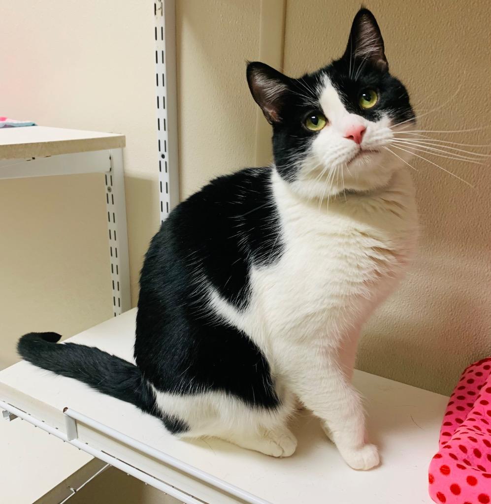 Biggie, a Adoptable mixed breed in Fremont, OH image 2/3