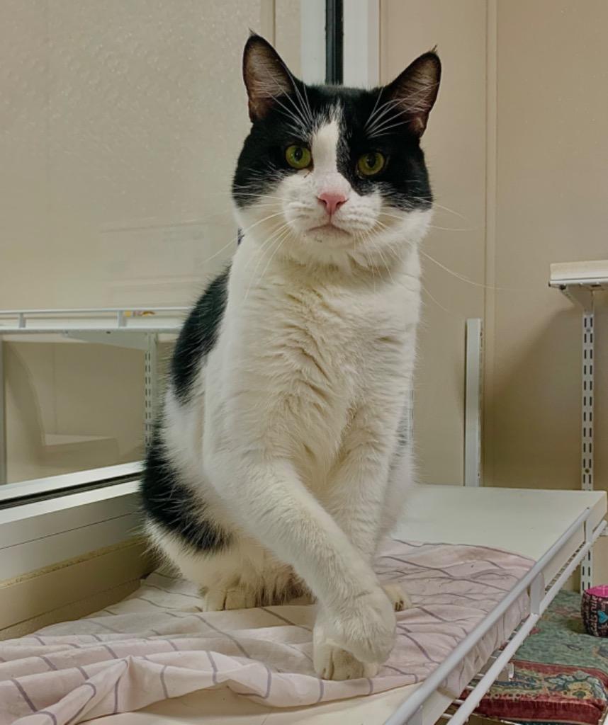 Biggie, a Adoptable mixed breed in Fremont, OH image 3/3