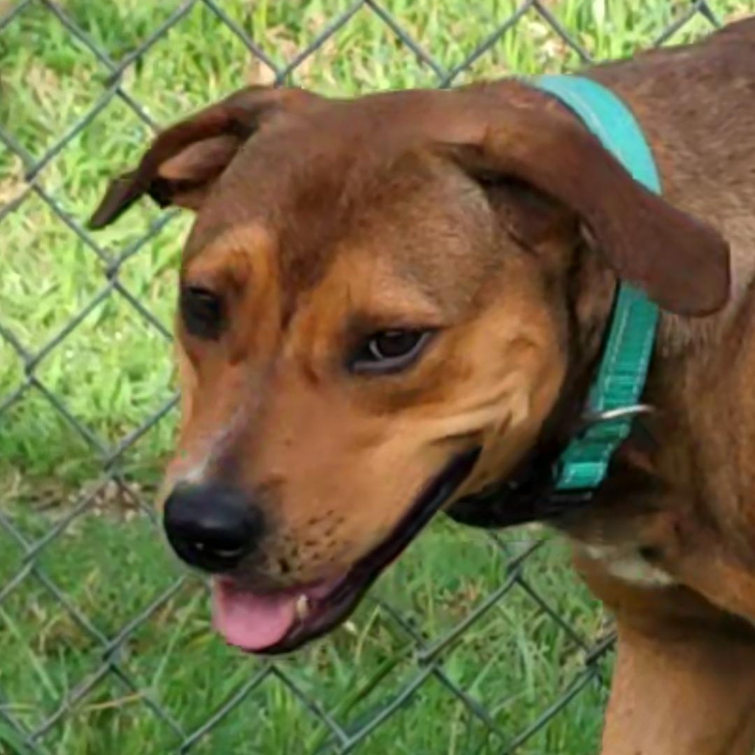 Enlarge Romeo, a Adoptable mixed breed in Rockdale, TX image 1/2