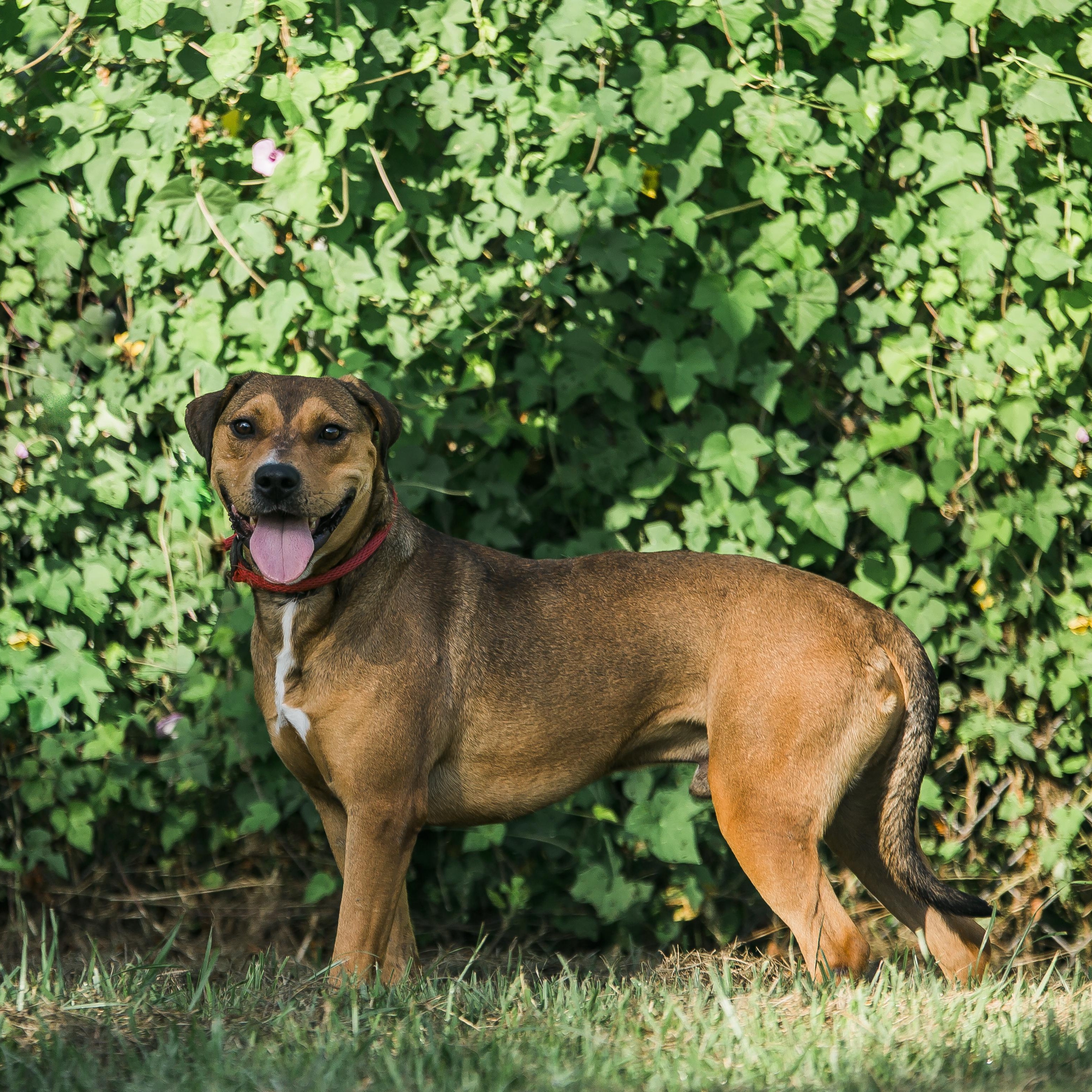 Enlarge Romeo, a Adoptable mixed breed in Rockdale, TX image 2/2