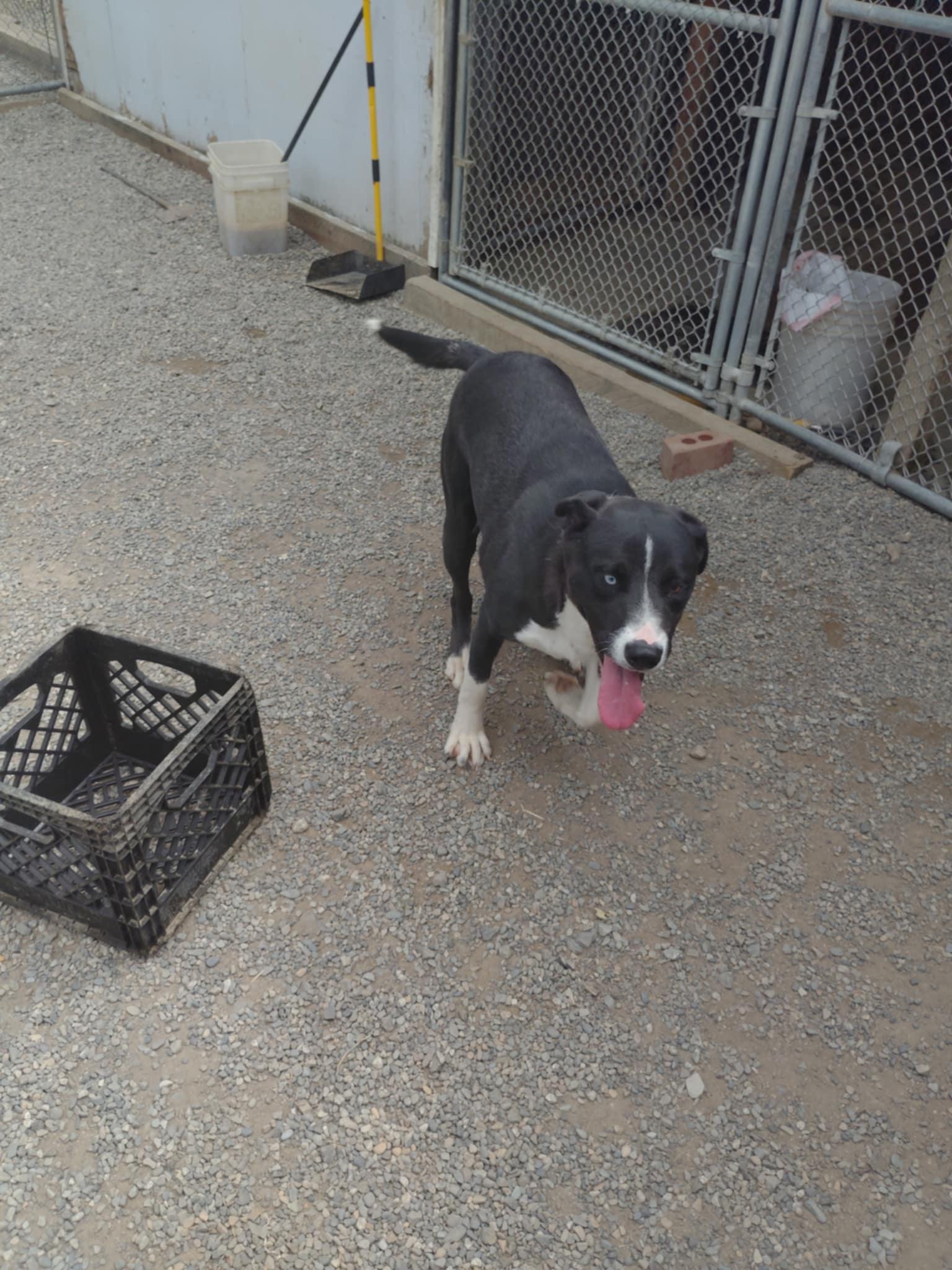 Poppi, a Adoptable mixed breed image 1/4