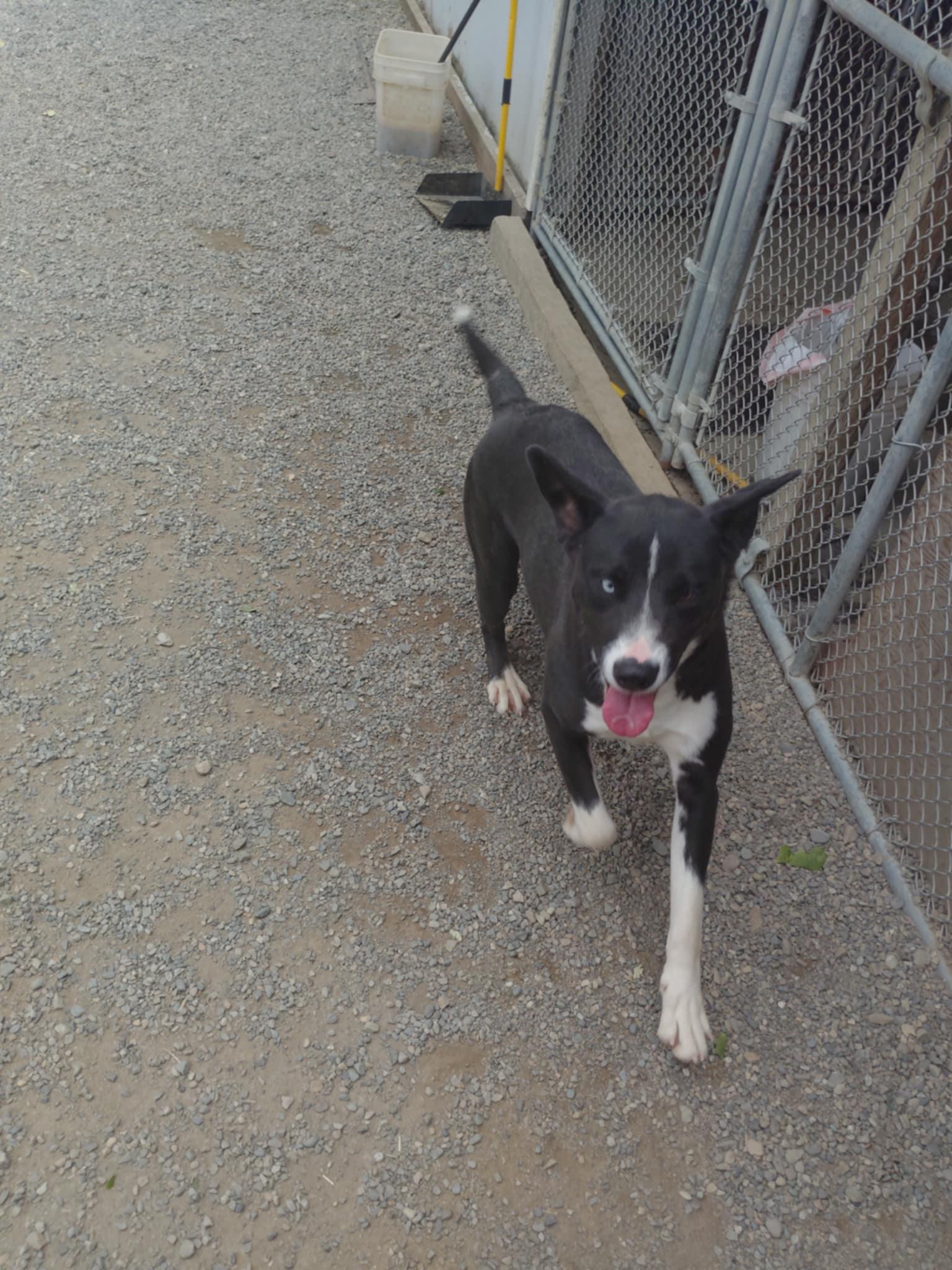 Poppi, a Adoptable mixed breed image 2/4