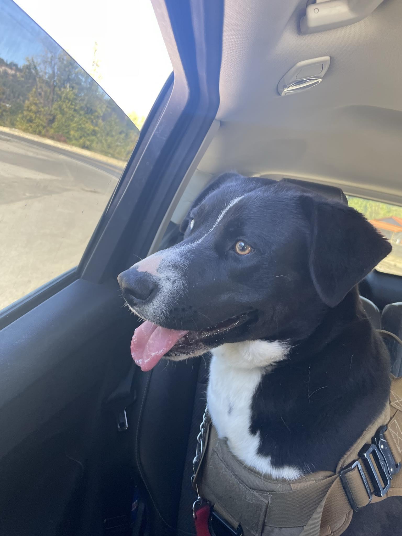 Enlarge Poppi, a Adoptable mixed breed in St. Maries, ID image 4/5