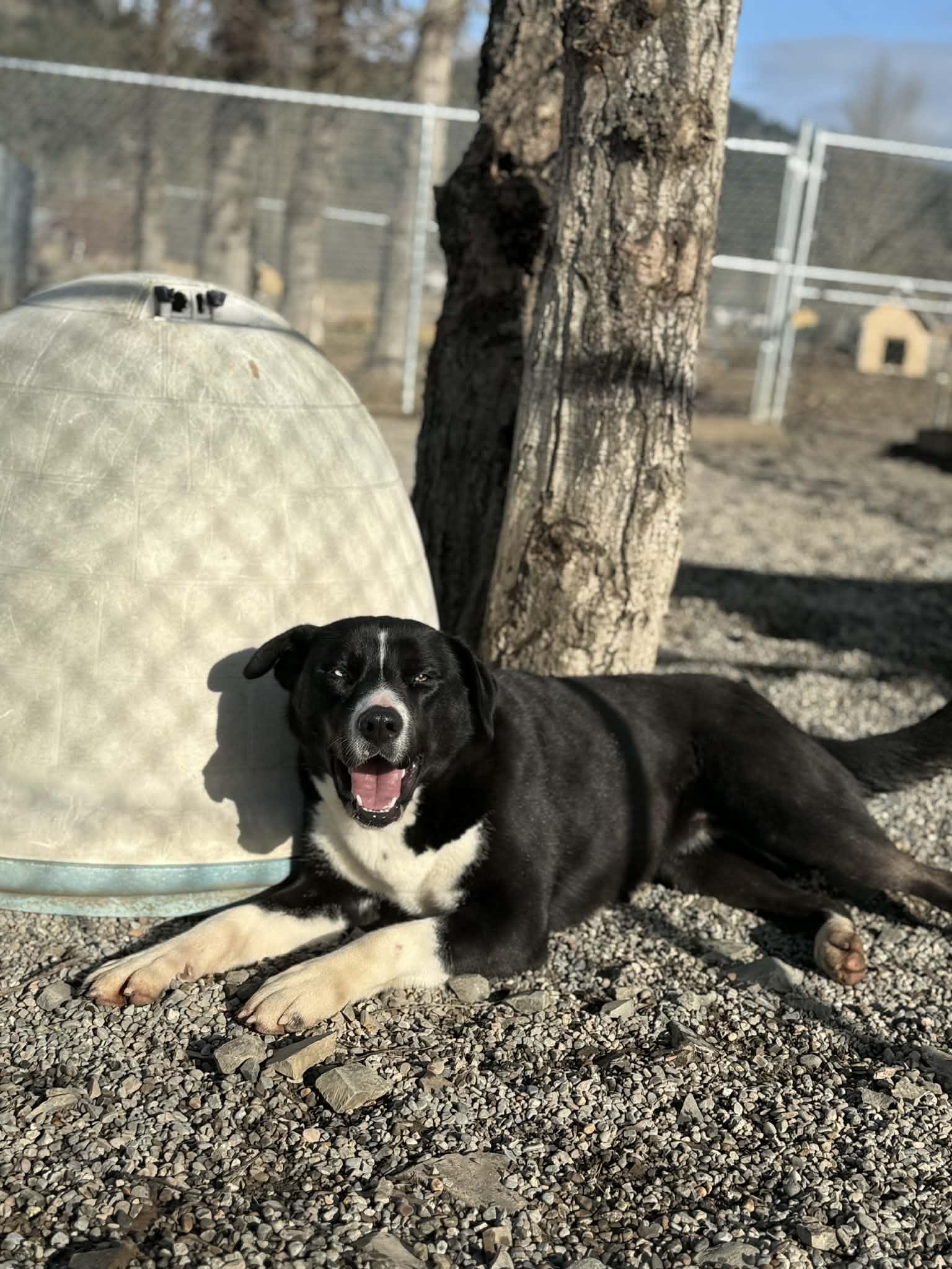 Enlarge Poppi, a Adoptable mixed breed in St. Maries, ID image 2/5
