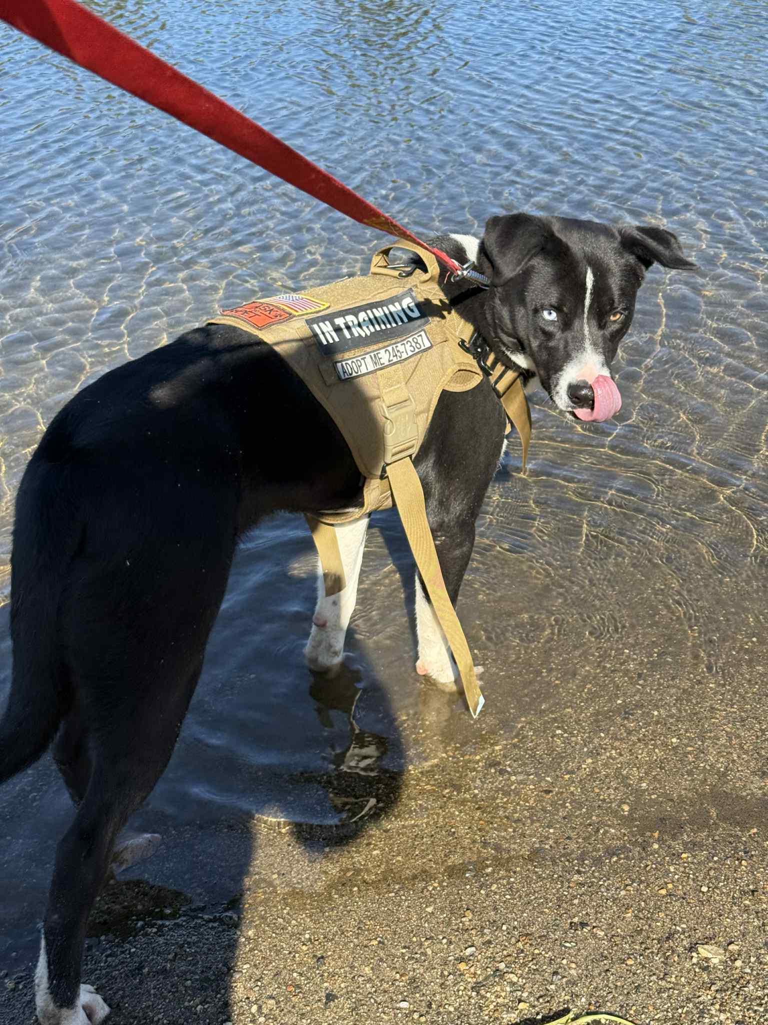 Enlarge Poppi, a Adoptable mixed breed in St. Maries, ID image 5/5