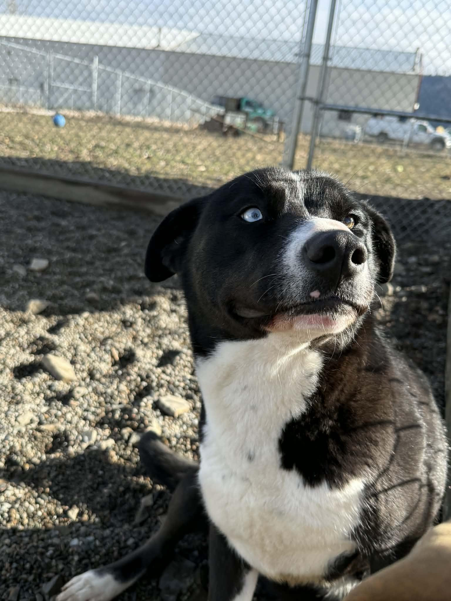 Enlarge Poppi, a Adoptable mixed breed in St. Maries, ID image 3/5