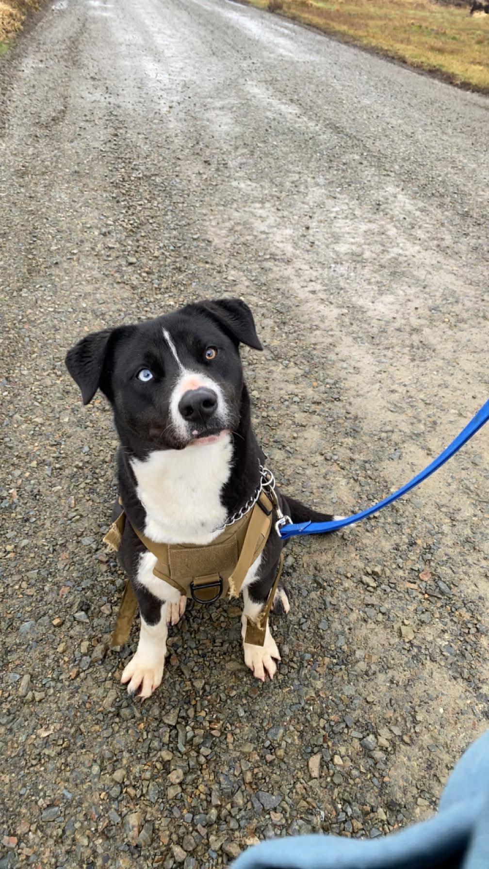 Enlarge Poppi, a Adoptable mixed breed in St. Maries, ID image 1/5