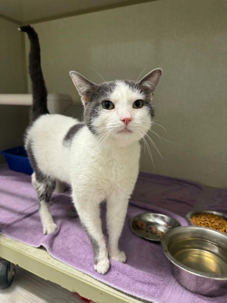 Poopsie, Adoptable, Young Male Domestic Short Hair.