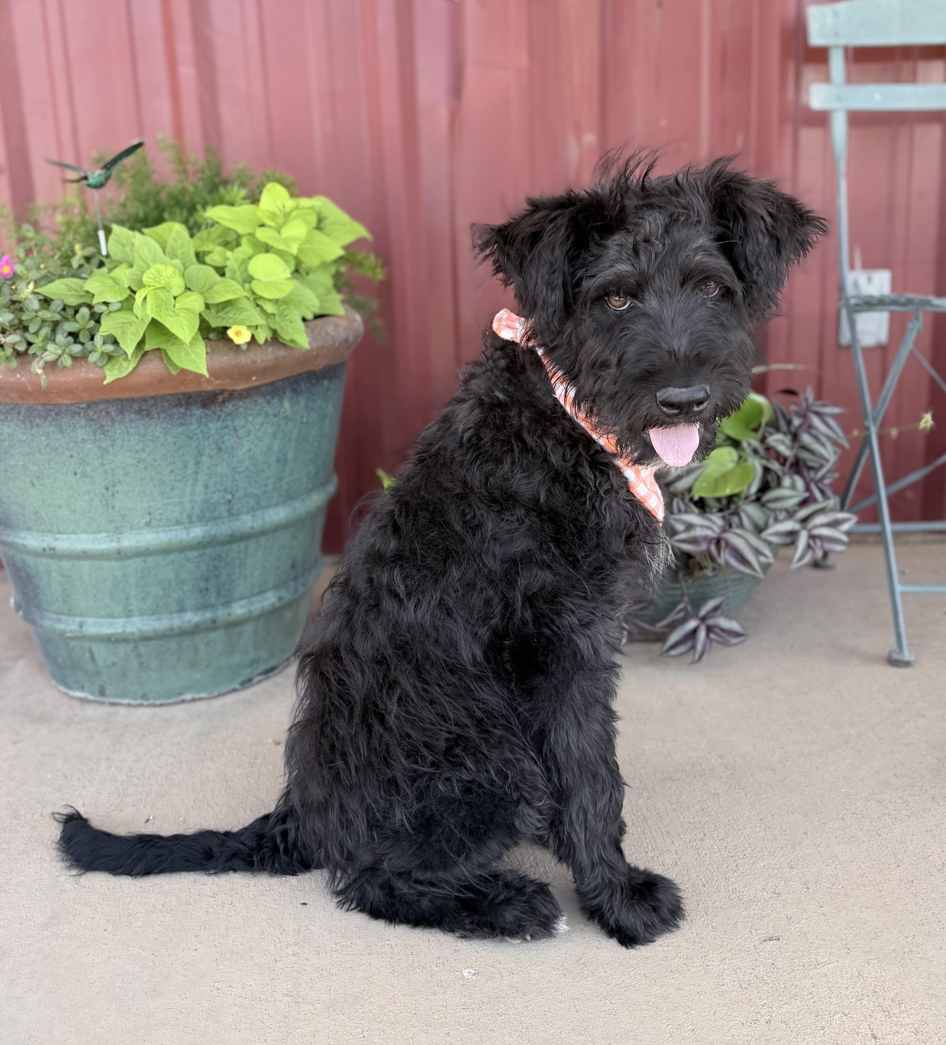 Boone, adopted, Puppy Male Wirehaired Terrier & Poodle.