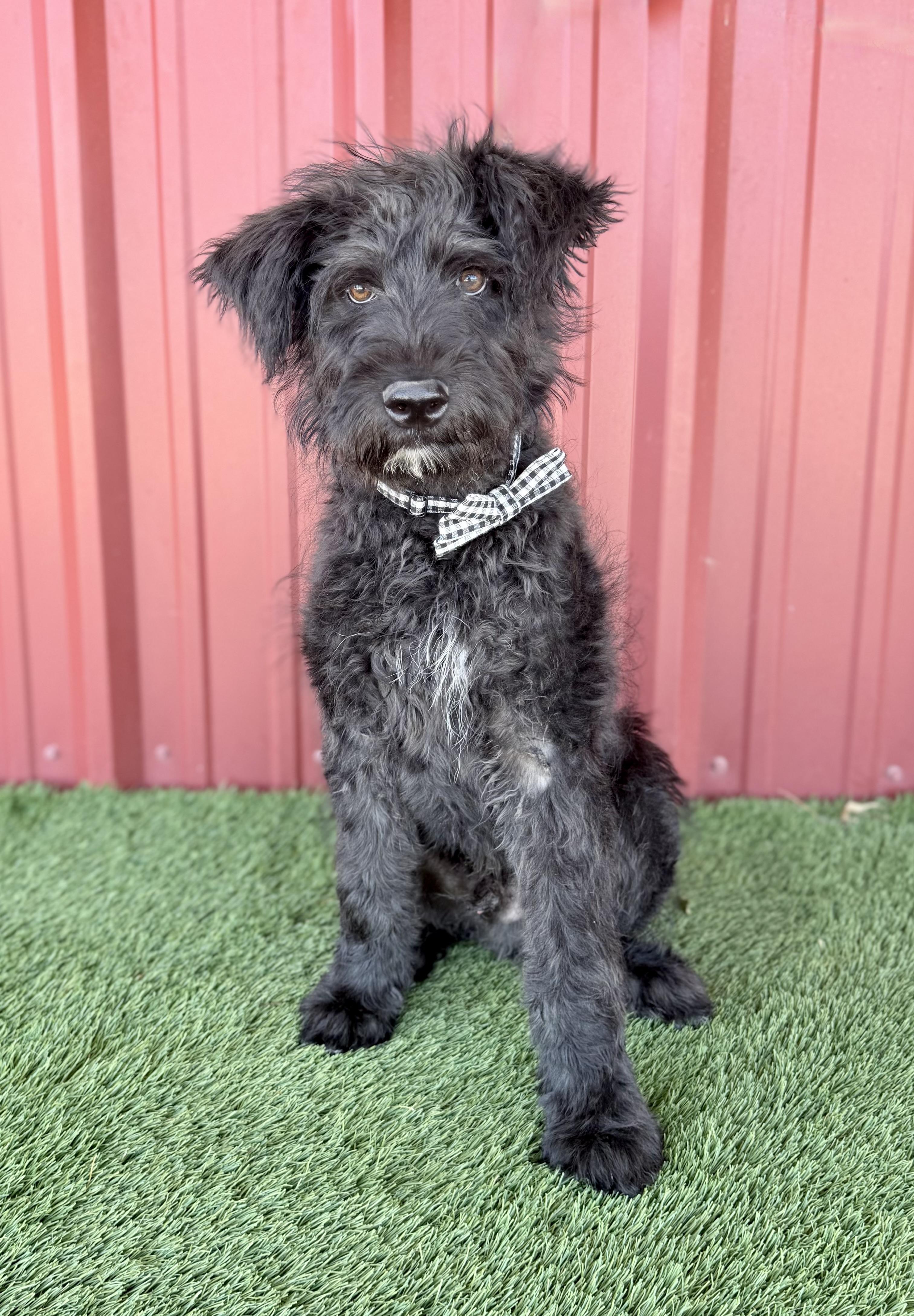 Boone, an adopted mixed breed in Lubbock, TX image 3/6