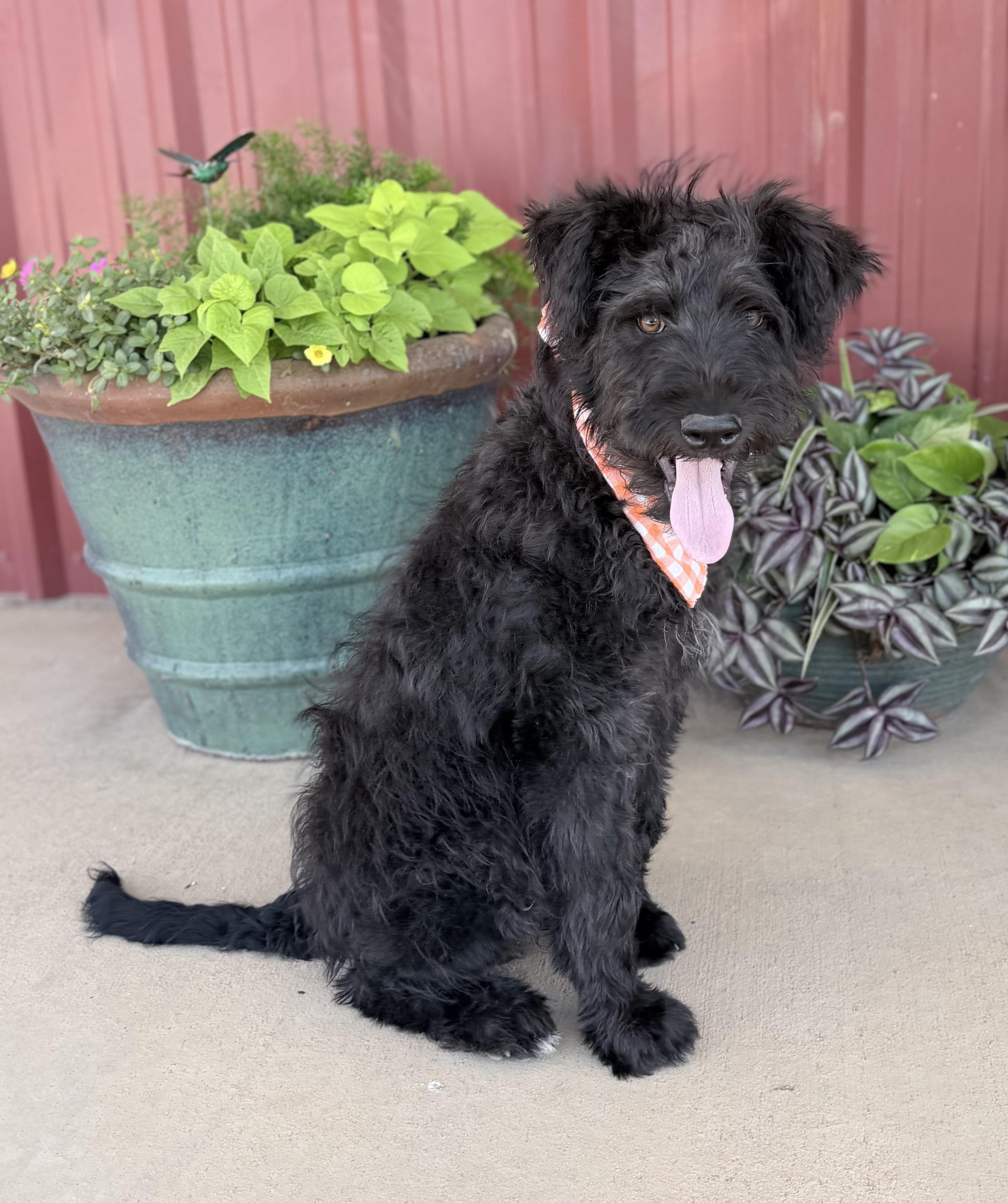 Boone, an adopted mixed breed in Lubbock, TX image 6/6