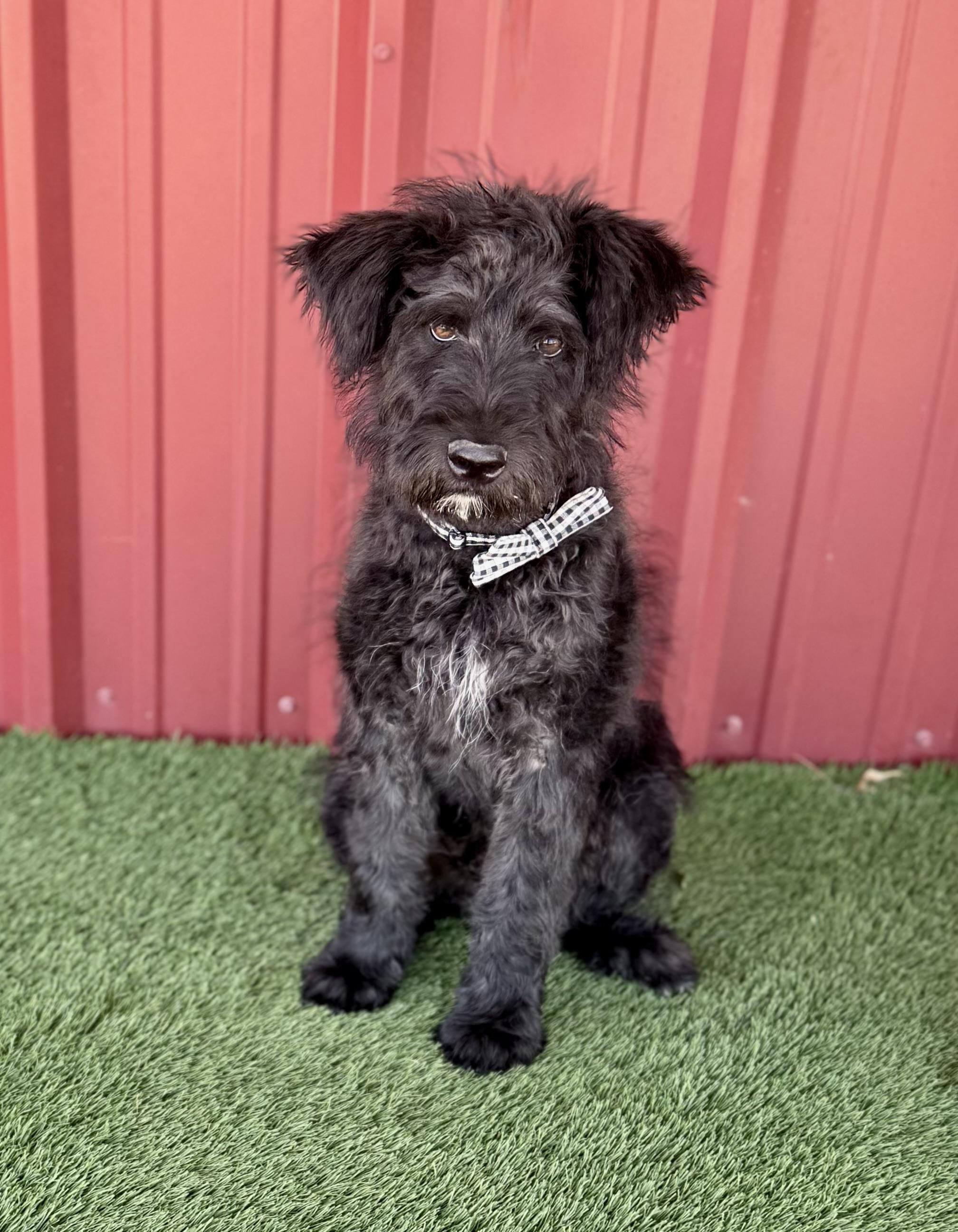 Boone, an adopted mixed breed in Lubbock, TX image 2/6