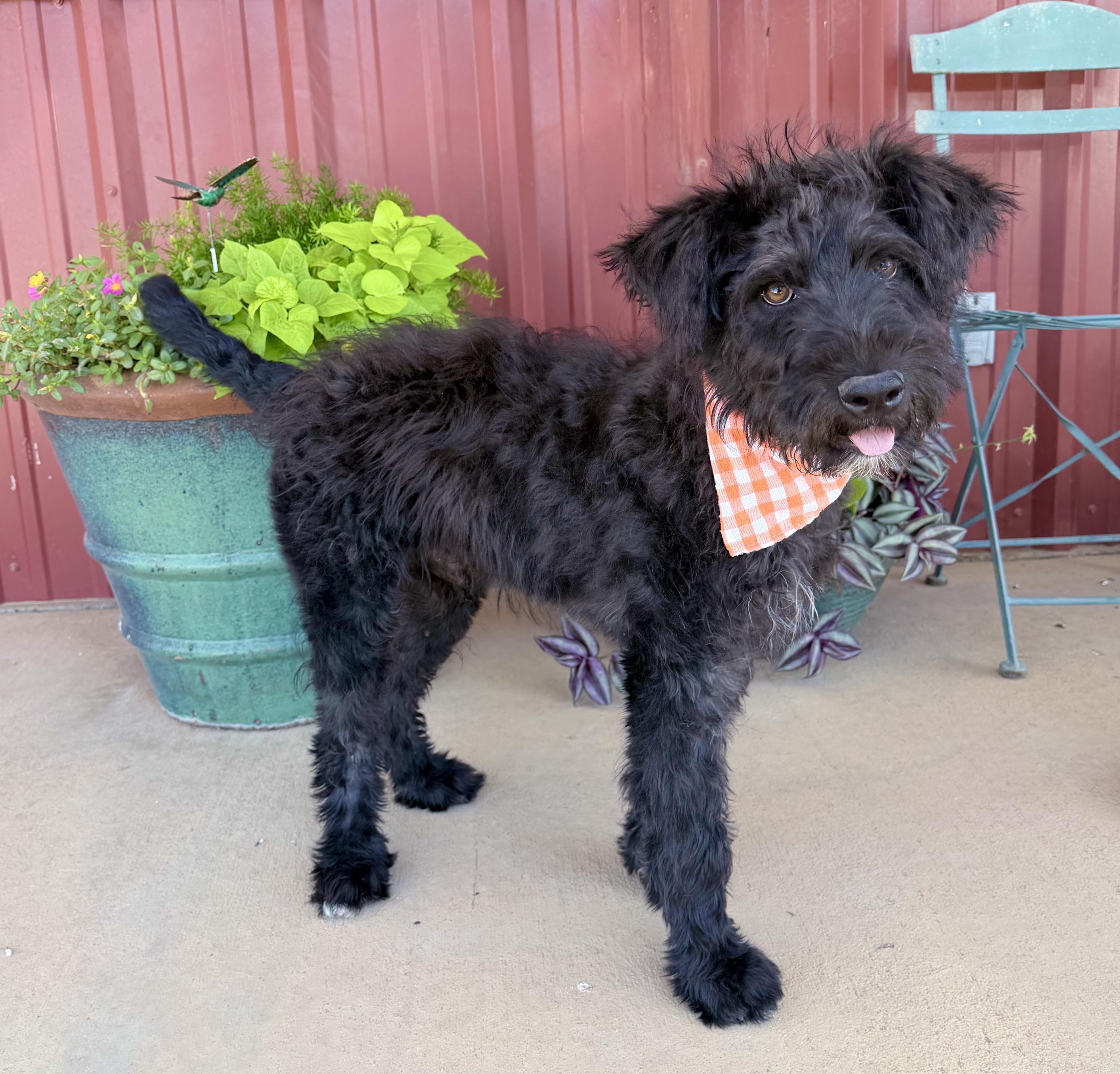 Boone, an adopted mixed breed in Lubbock, TX image 4/6
