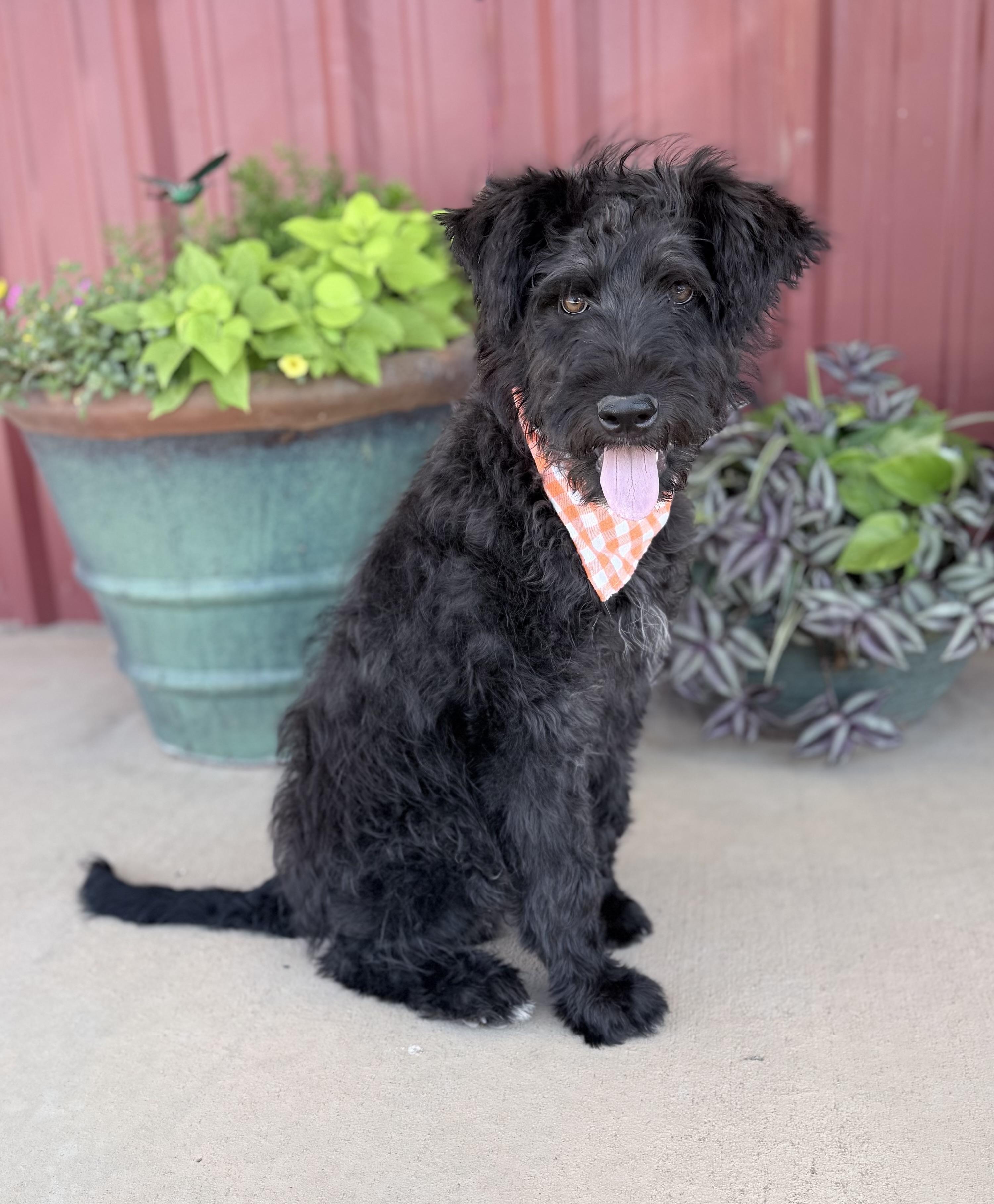 Boone, an adopted mixed breed in Lubbock, TX image 5/6