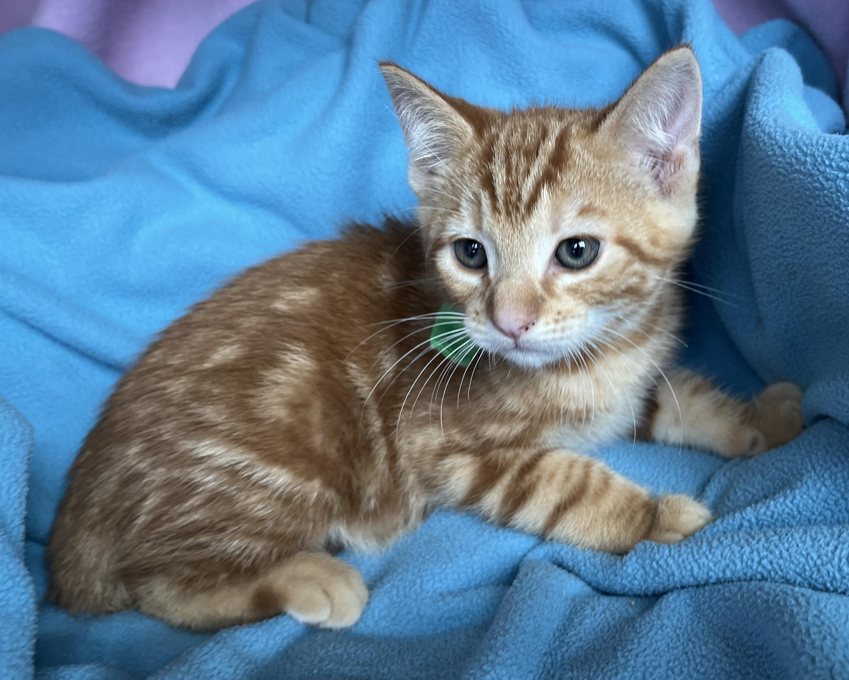 Fredie, ADOPTABLE, Kitten Male Tabby.