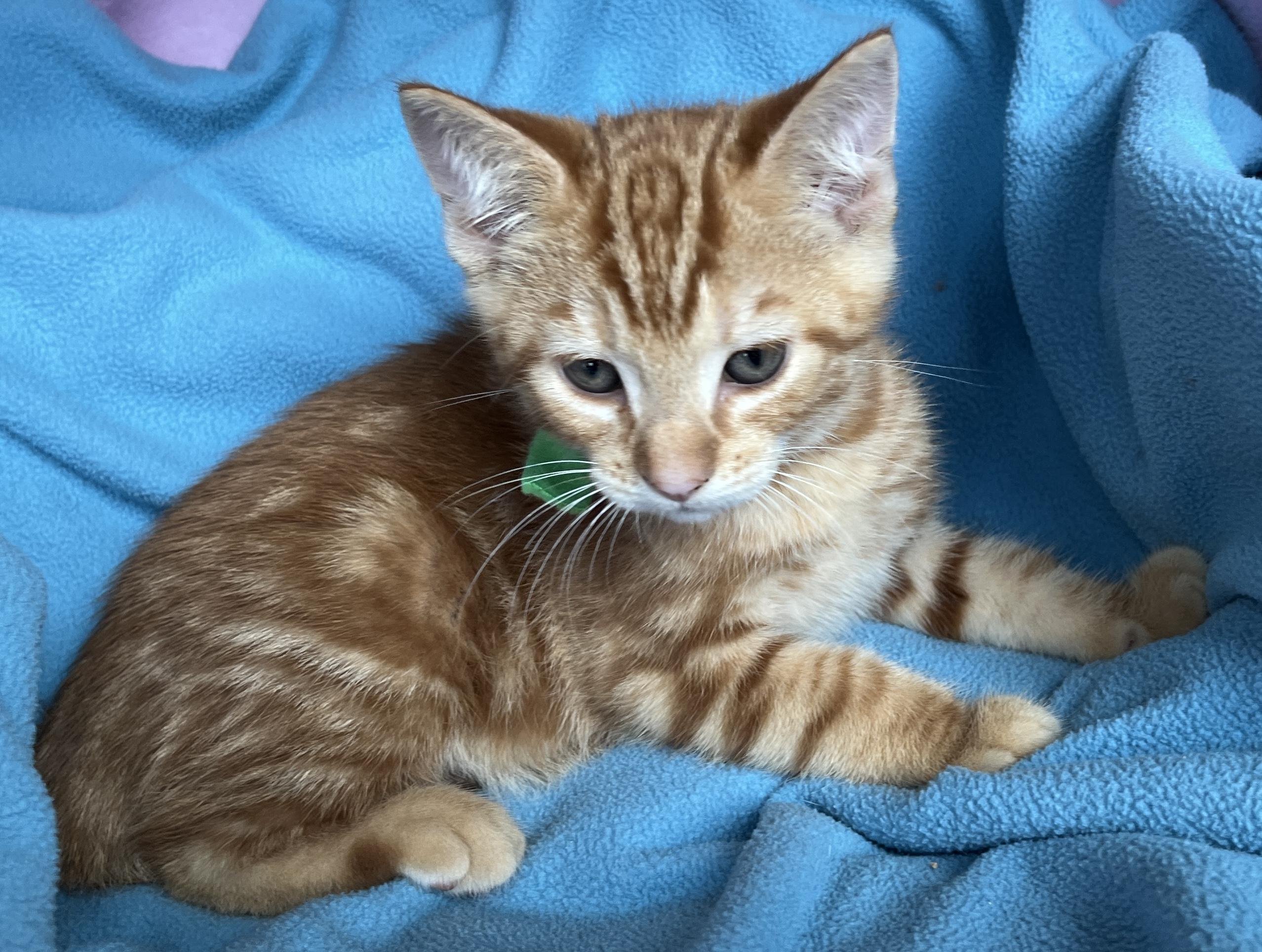 Enlarge Fredie, a ADOPTABLE Tabby in Lake Oswego, OR image 2/2