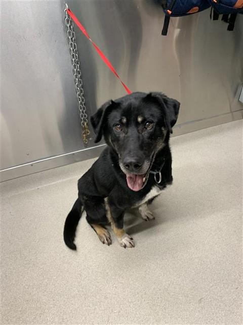 GINNY, Adoptable, Adult Male Husky & German Shepherd Dog.