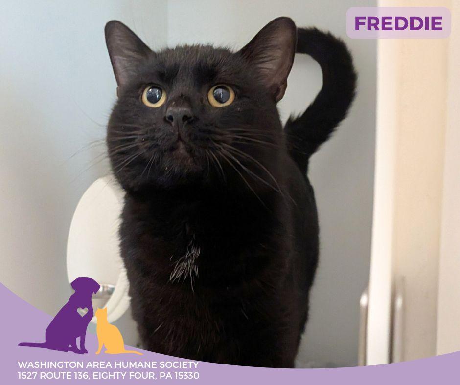 Freddie, ADOPTABLE, Adult Male Domestic Medium Hair.