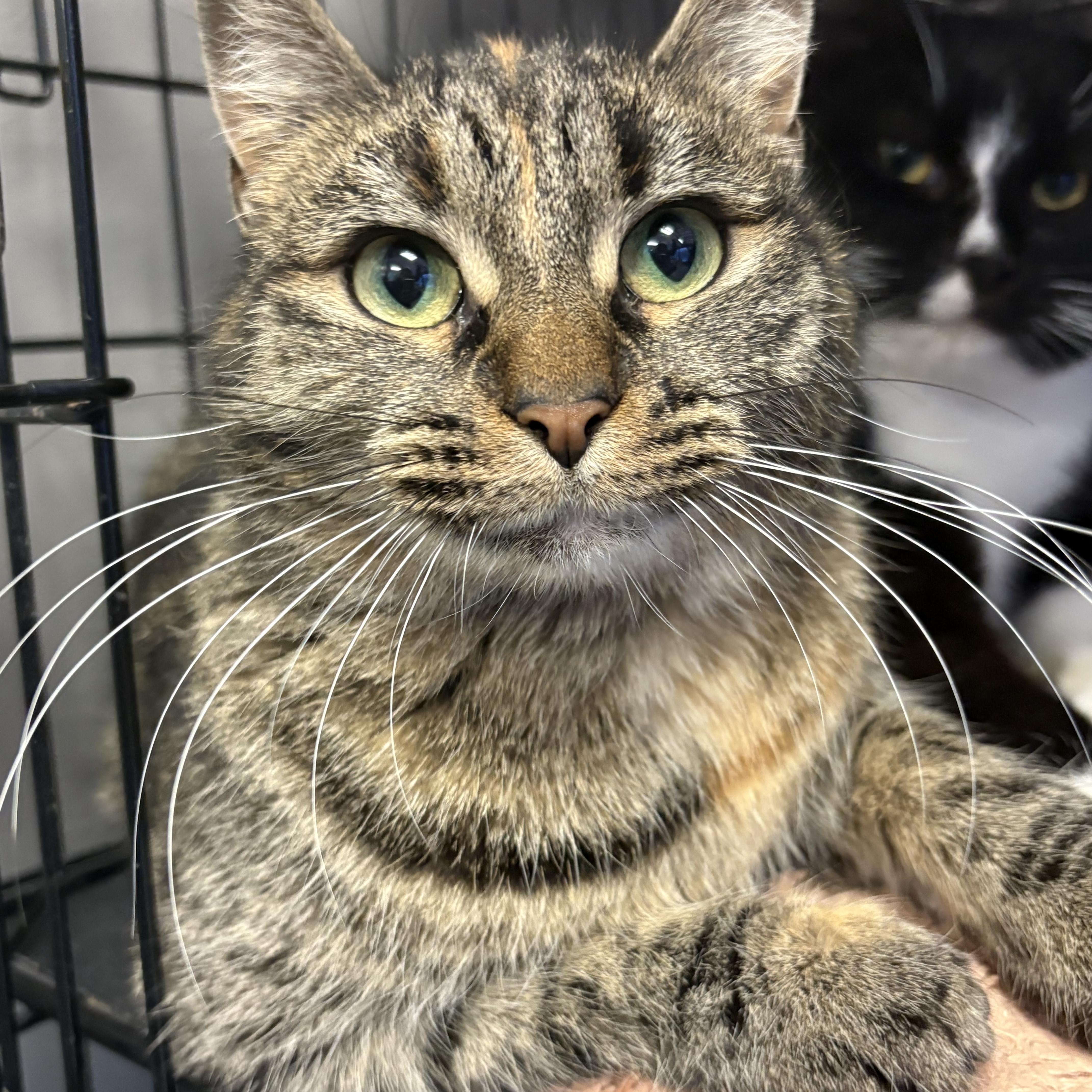 Precious, an adoptable Domestic Long Hair in Hamburg, NY image 1/3