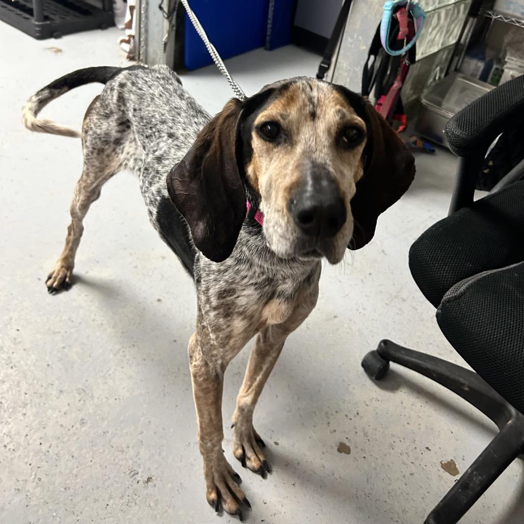 Lacey, Adoptable, Adult Female Bluetick Coonhound.