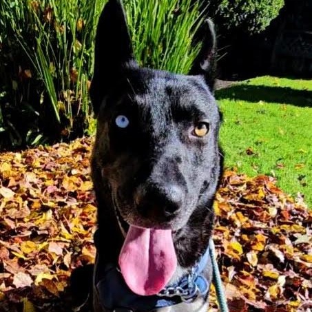 Enlarge Stunning Jett, a ADOPTABLE mixed breed in Santa Barbara, CA image 1/6