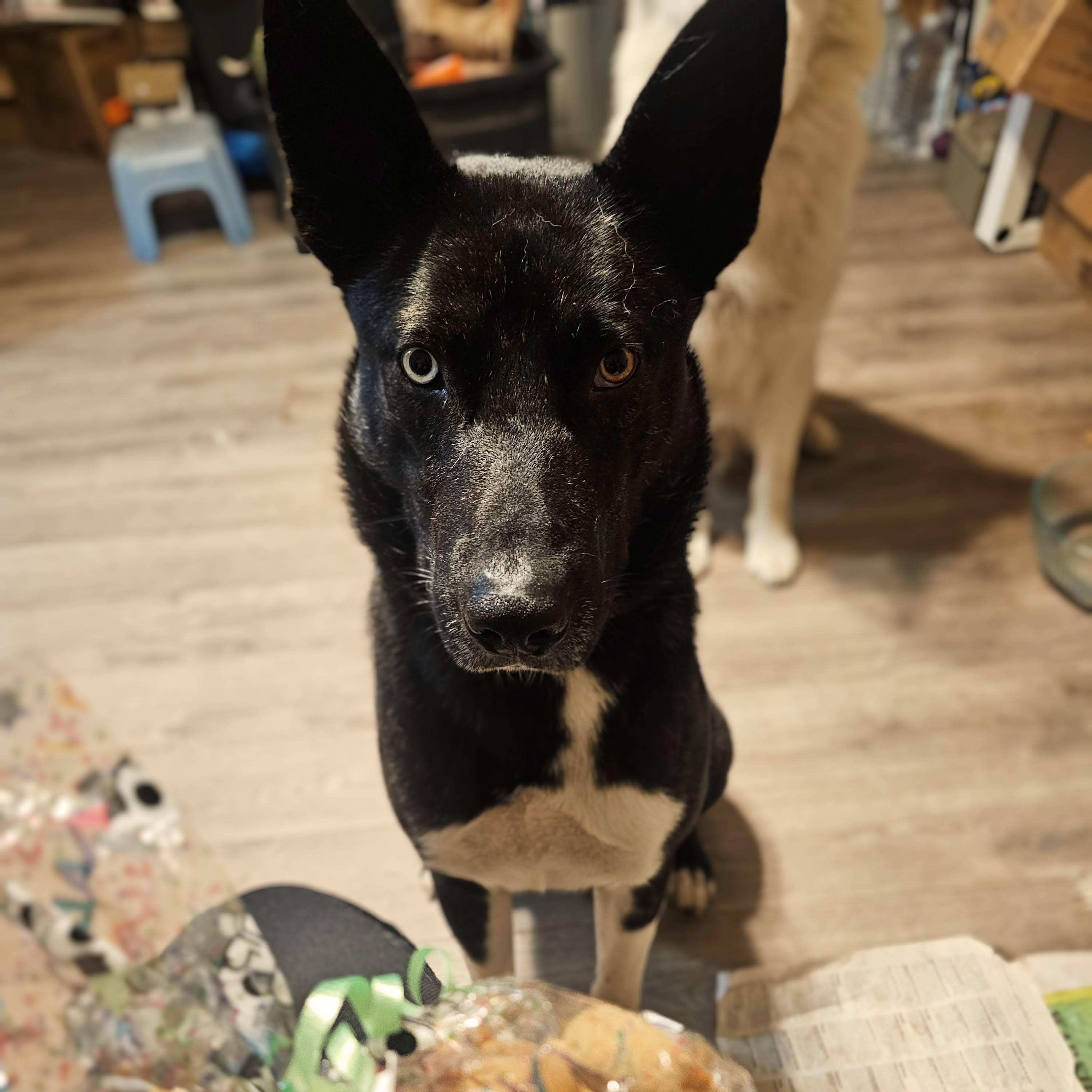 Enlarge Stunning Jett, a ADOPTABLE mixed breed in Santa Barbara, CA image 6/6