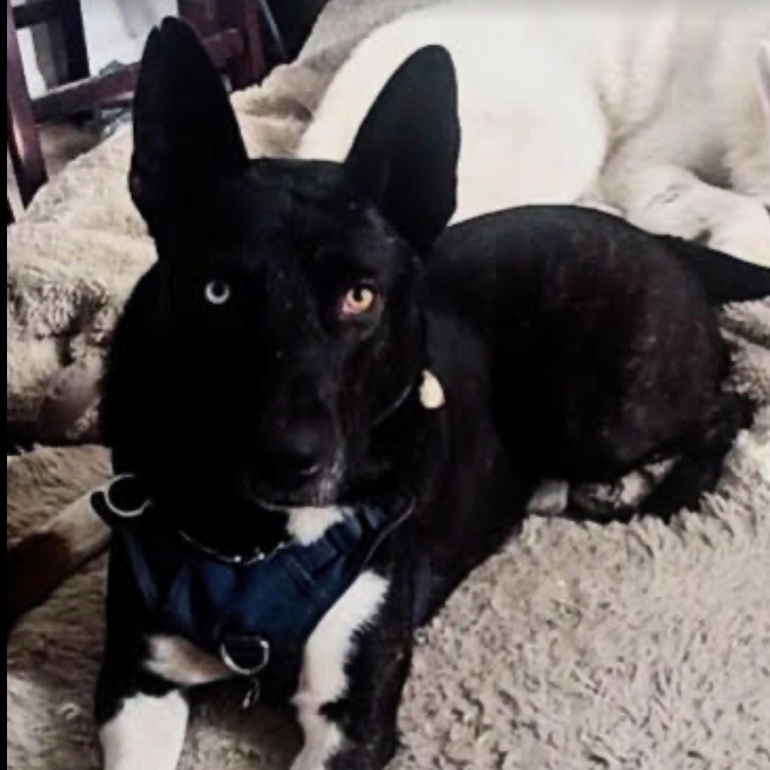 Enlarge Stunning Jett, a ADOPTABLE mixed breed in Santa Barbara, CA image 4/6