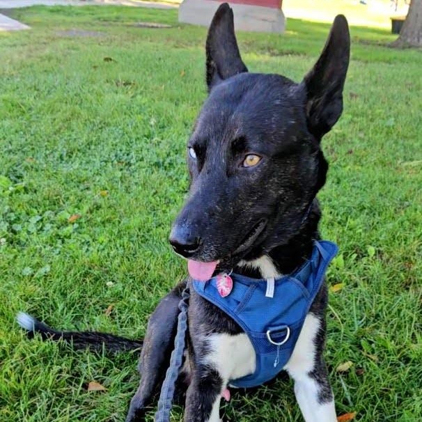 Enlarge Stunning Jett, a ADOPTABLE mixed breed in Santa Barbara, CA image 5/6