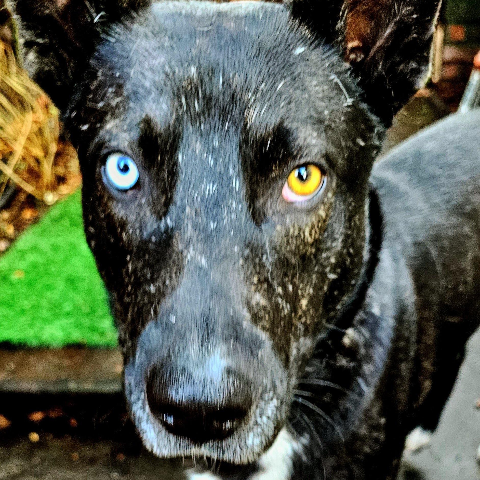 Enlarge Stunning Jett, a ADOPTABLE mixed breed in Santa Barbara, CA image 3/6