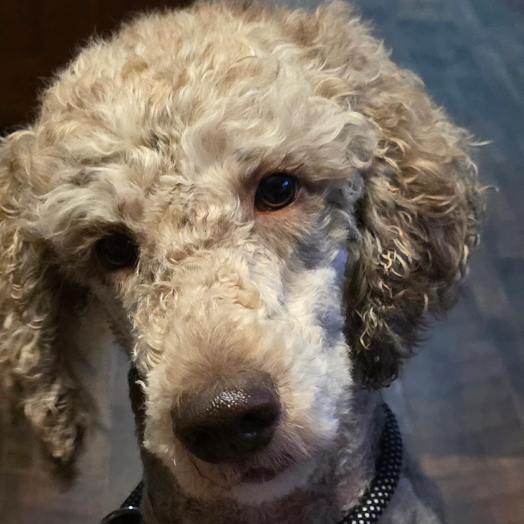 Millie, Adoptable, Adult Female Standard Poodle.